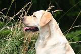 LABRADOR 1260